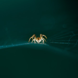 A little spider