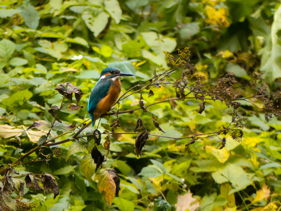Kingfisher