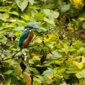 Kingfisher