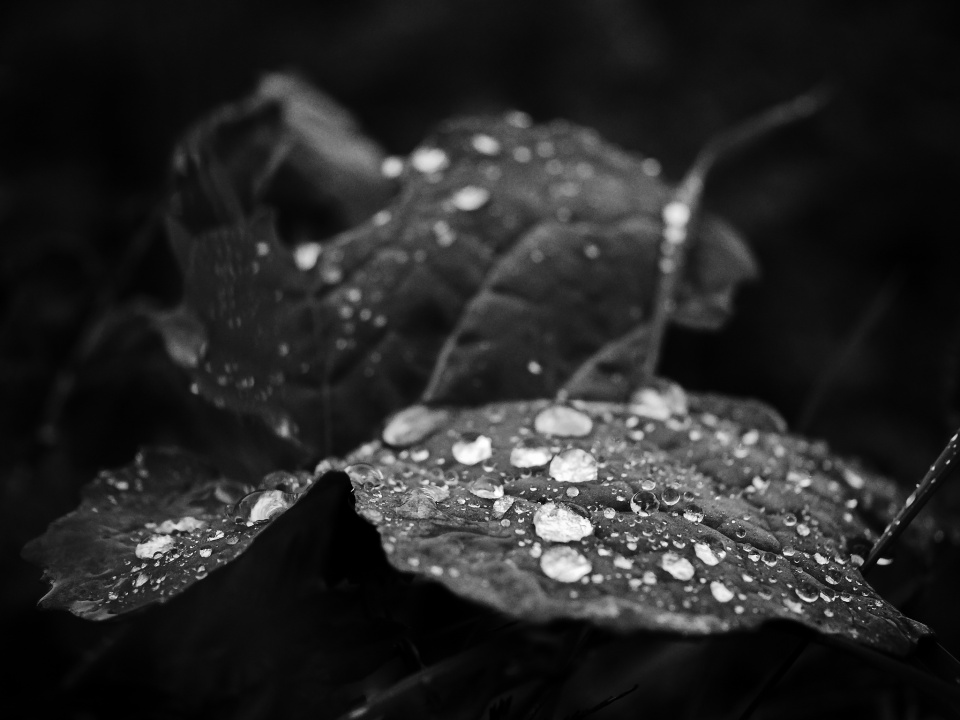 After the rain