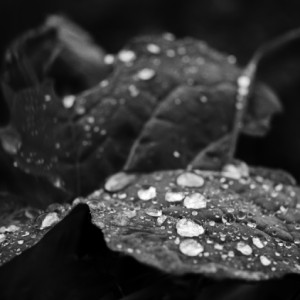 After the rain