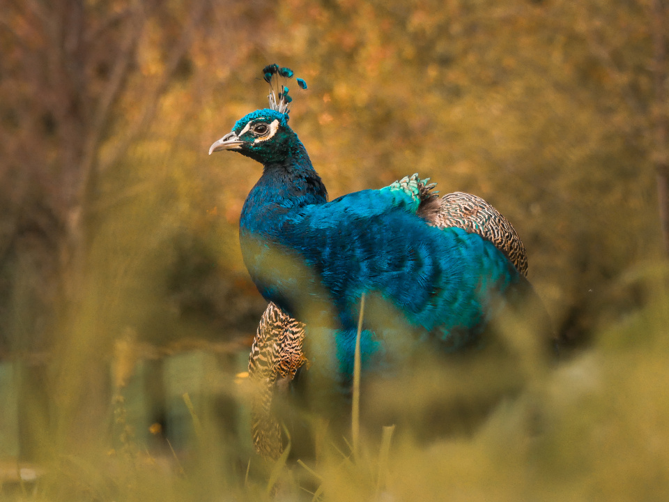 Autumn peacock