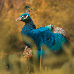 Autumn peacock