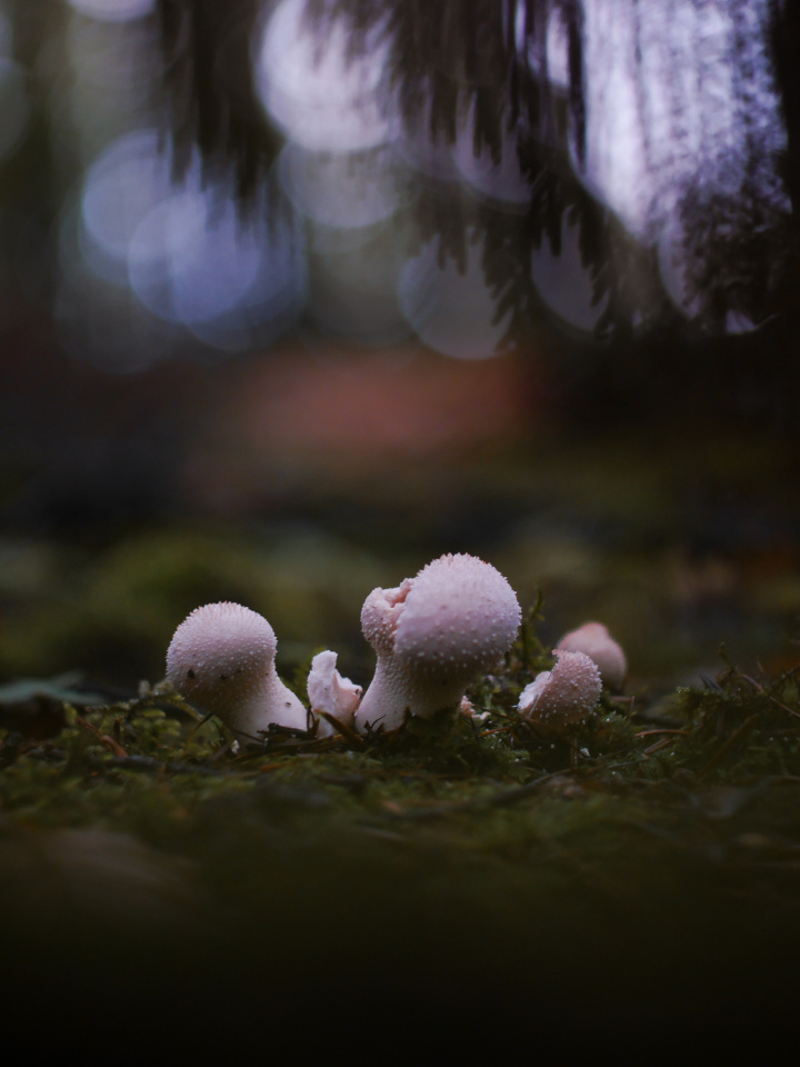 In the woods