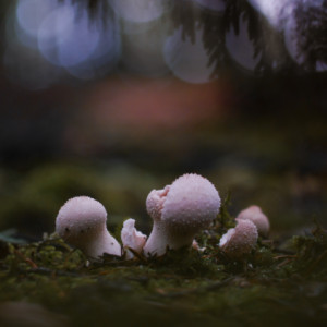 In the woods