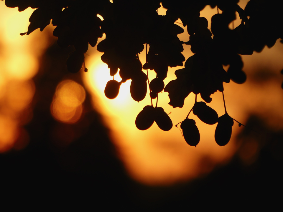 Autumn sunset