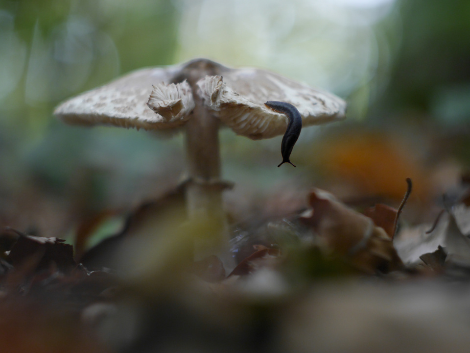 Autumn