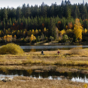 Golden autumn
