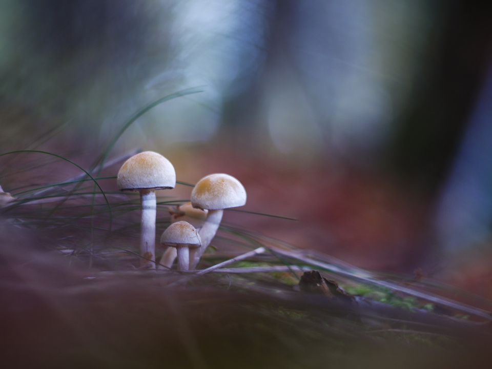 Autumn