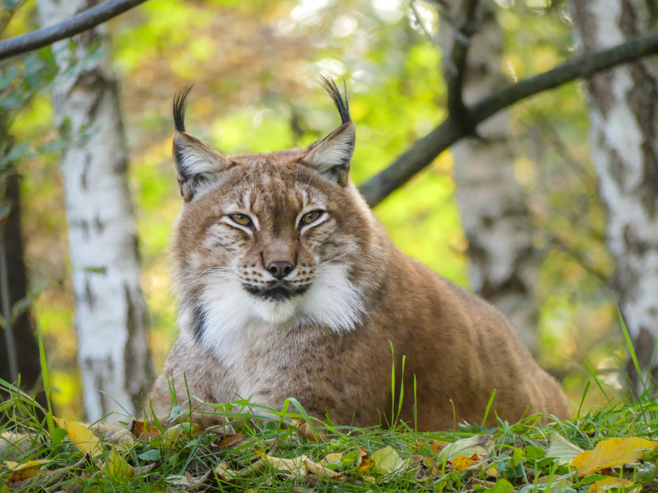 Lynx