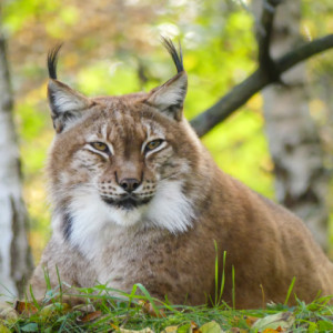 Lynx