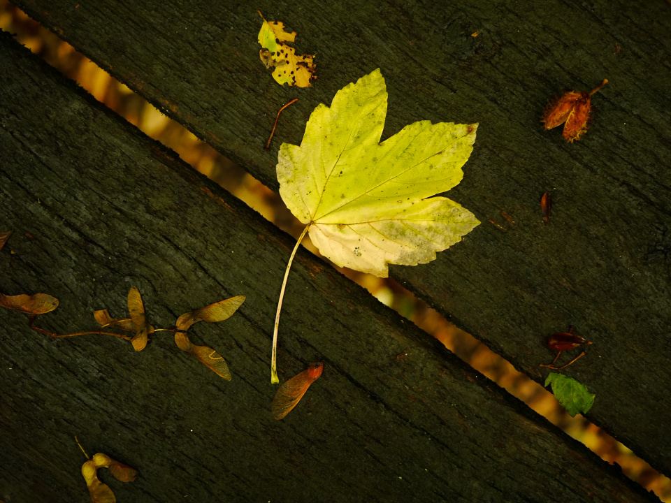 Autumn
