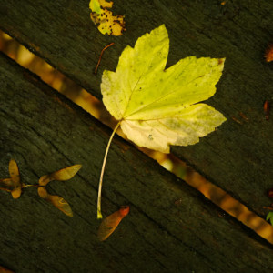 Autumn