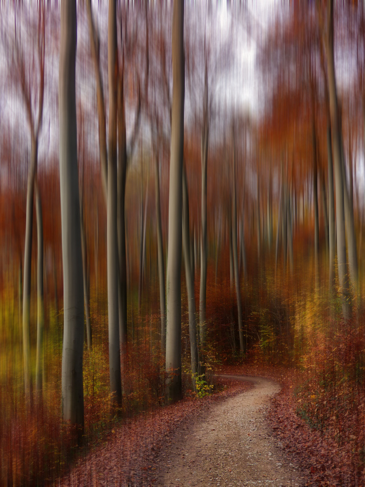 Autumn walk