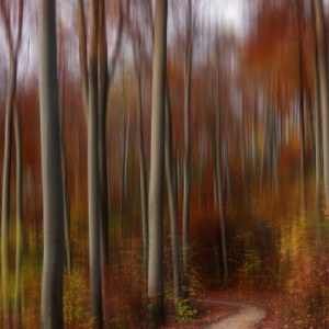 Autumn walk