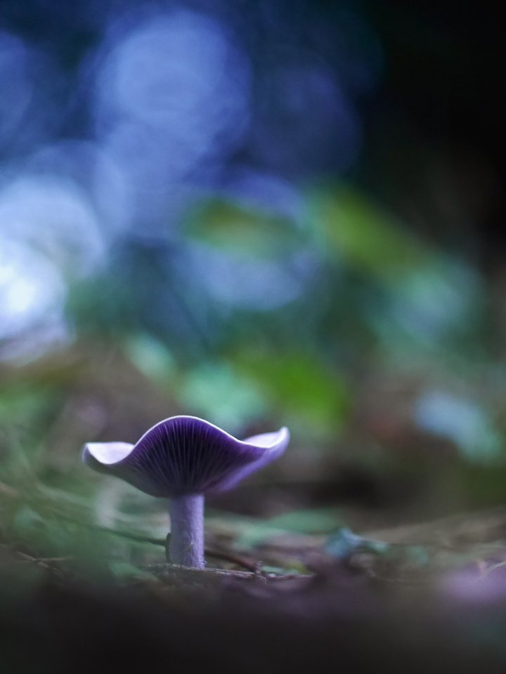 Autumn walk