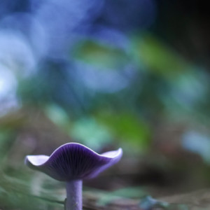 Autumn walk