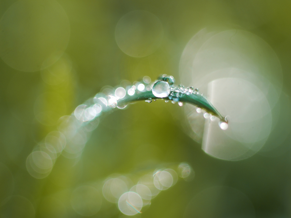 Lunch time dew