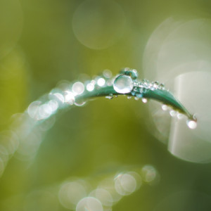Lunch time dew