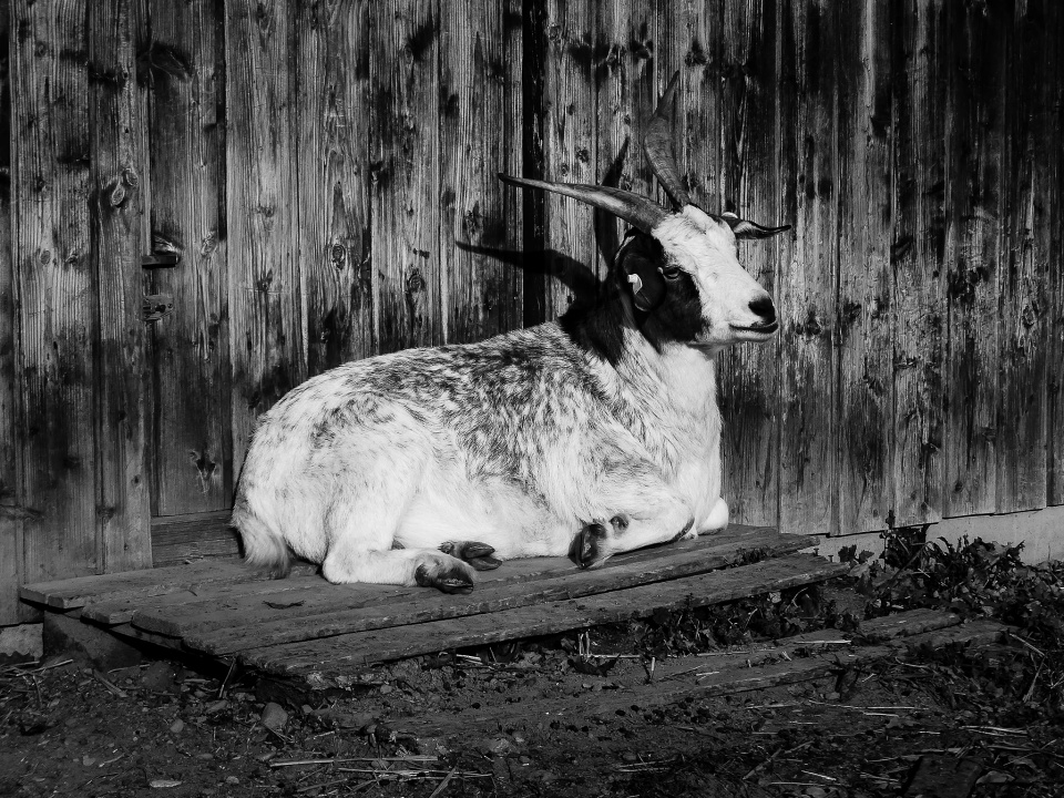 A happy goat