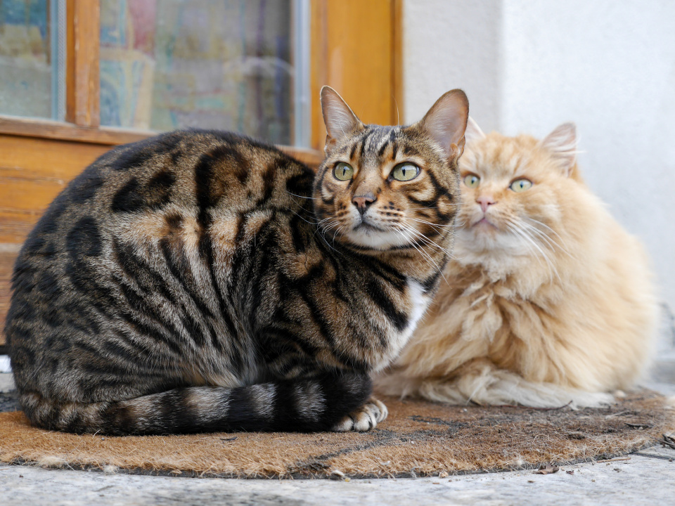 Two beauties