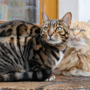 Two beauties