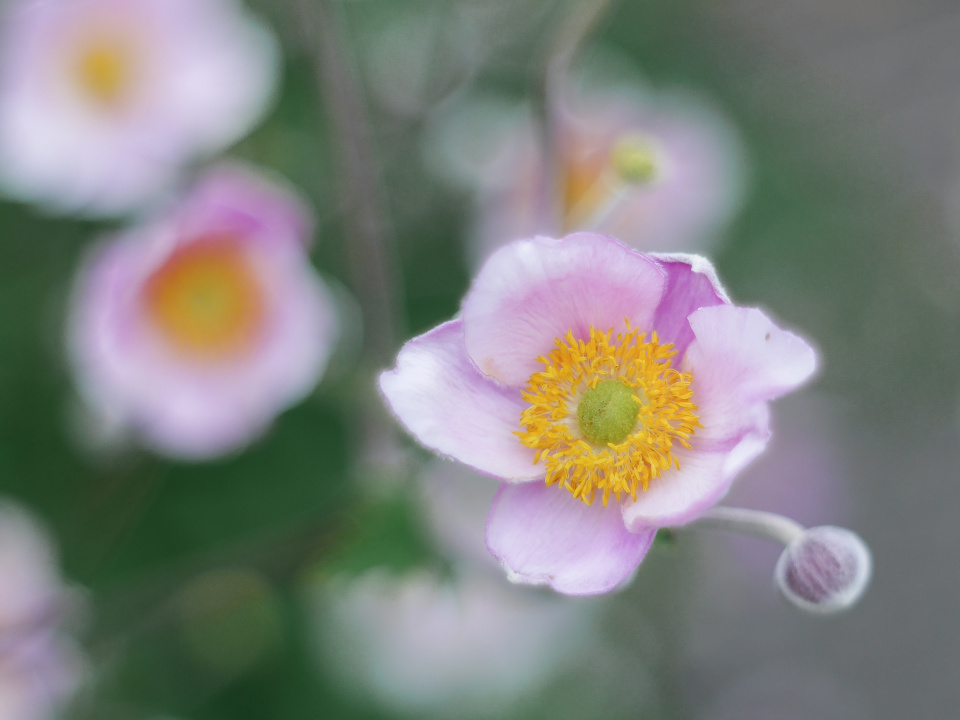 Flower Friday