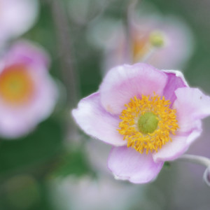 Flower Friday