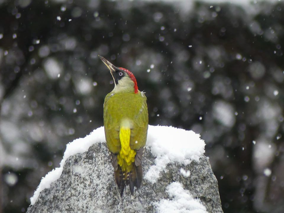 Green woodpecker