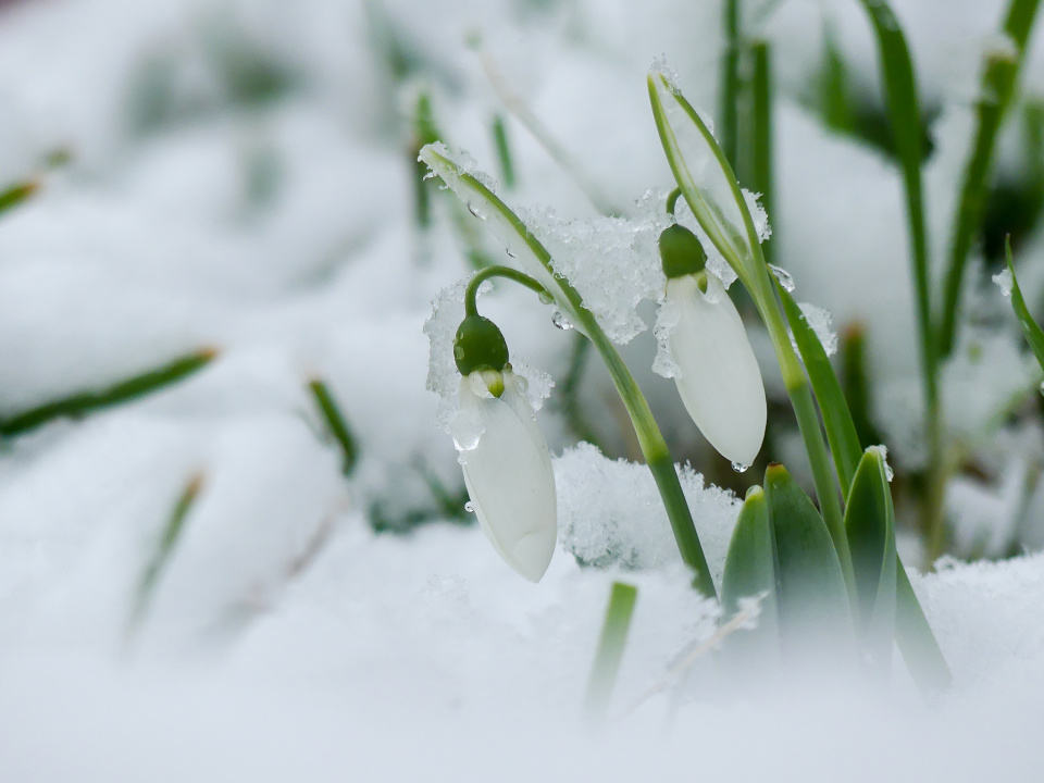 Winter is back