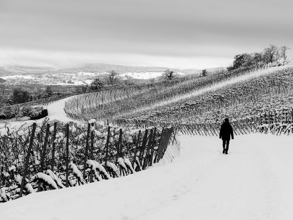 Winter in the vineyard
