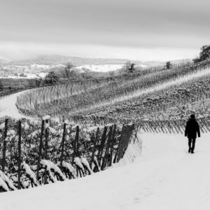 Winter in the vineyard