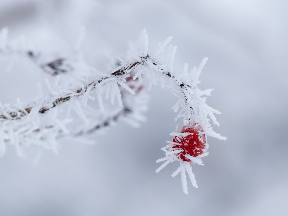 Frosty morning