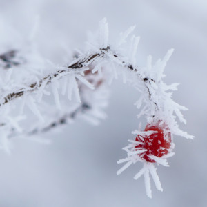 Frosty morning