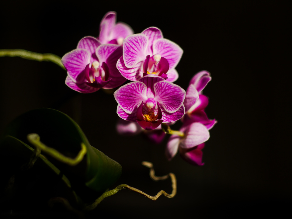 Orchid