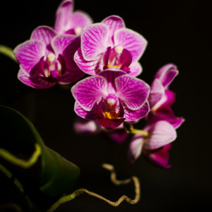 Orchid