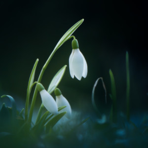 Snowdrops again