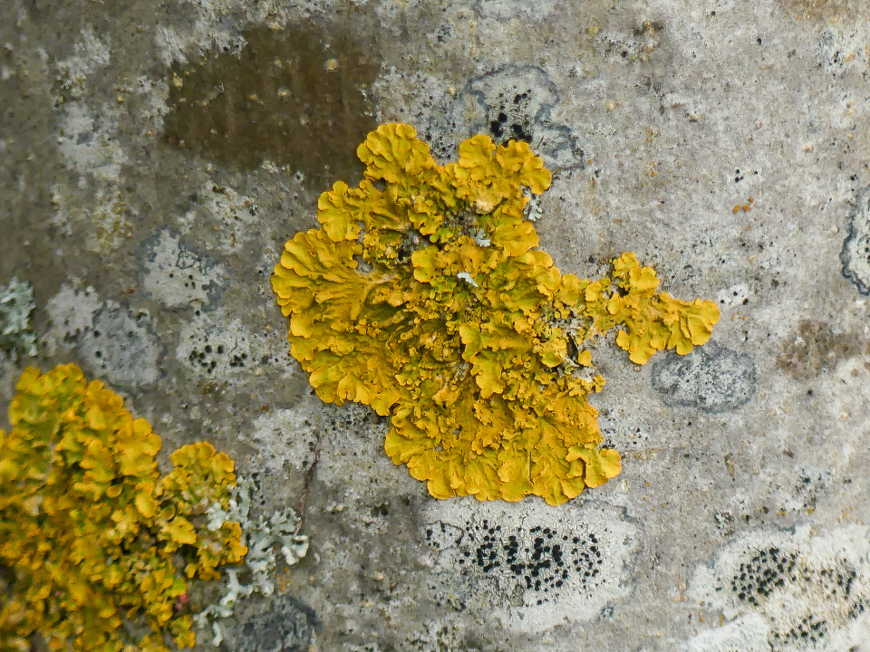 Natural art