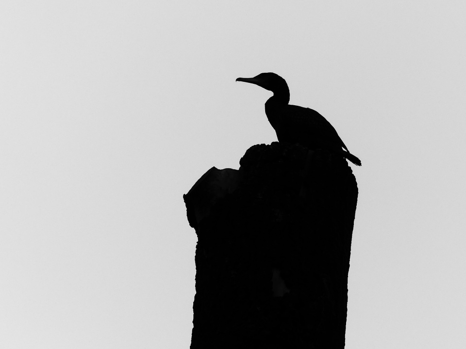 Cormorant