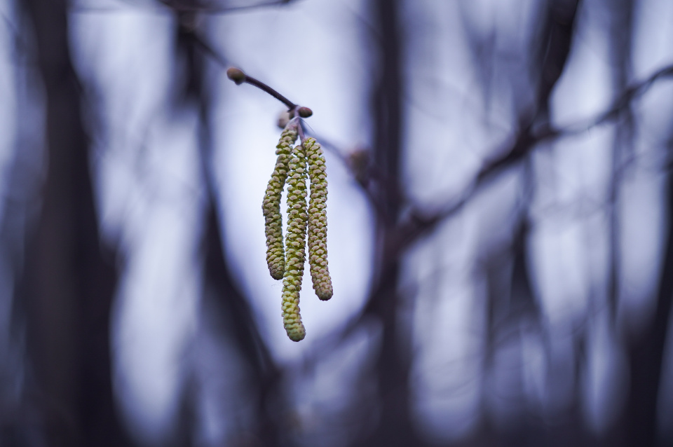 Hazel catkins