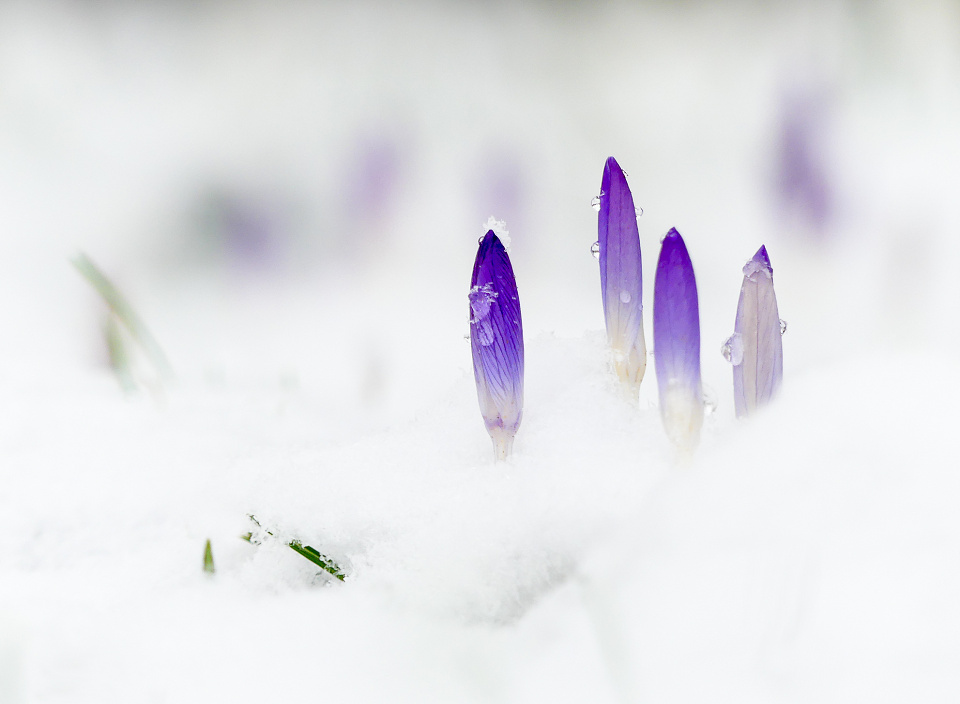 Winter vs spring