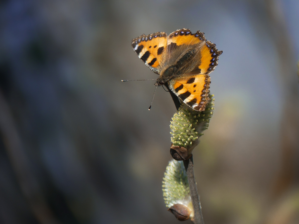 First butterfly
