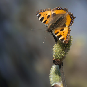 First butterfly