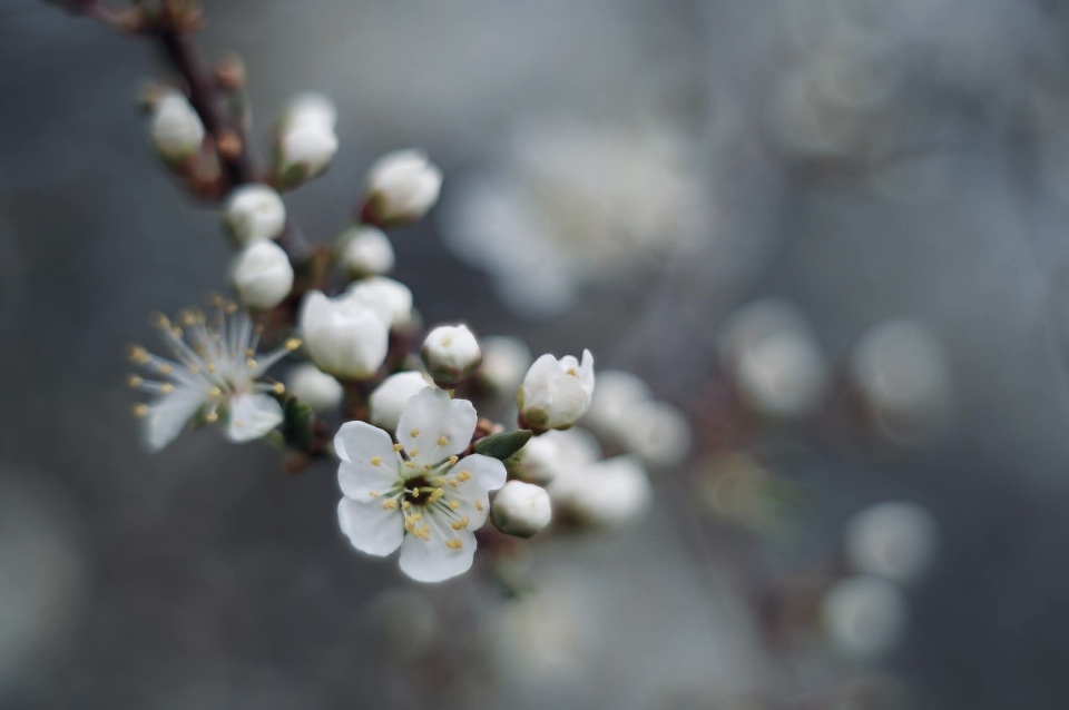 Spring blossom
