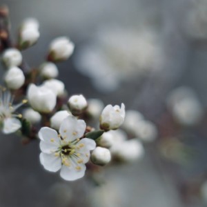 Spring blossom