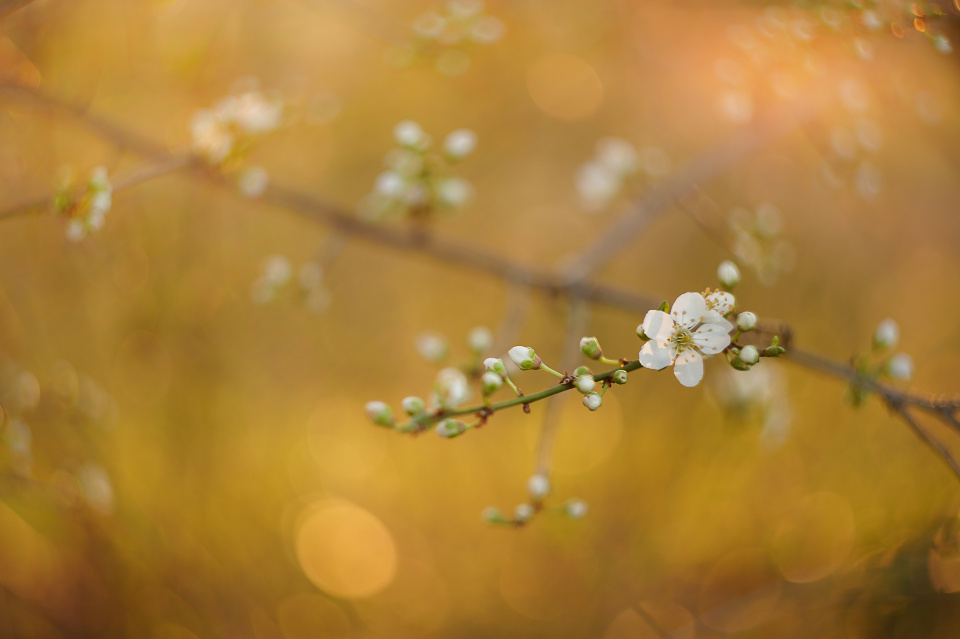 Spring blossom