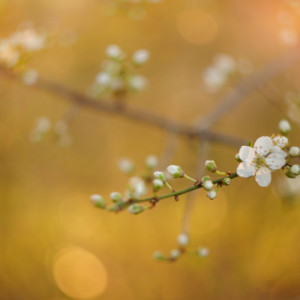 Spring blossom