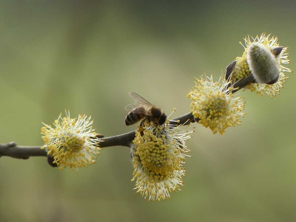 A busy bee