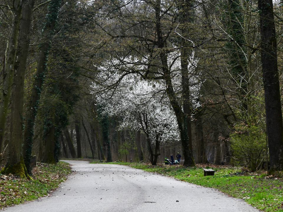 Spring in the woods