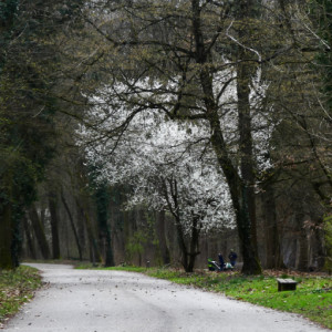 Spring in the woods